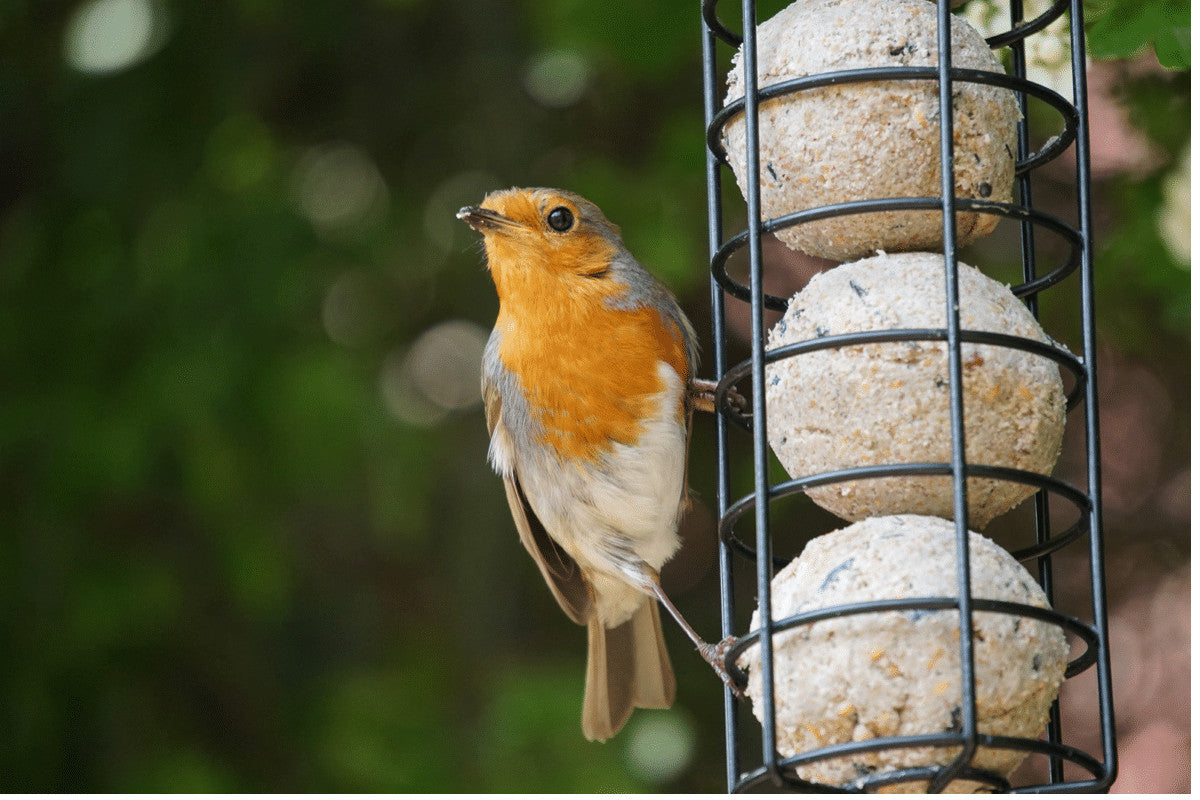 Why Do We Need Bird Feeders?