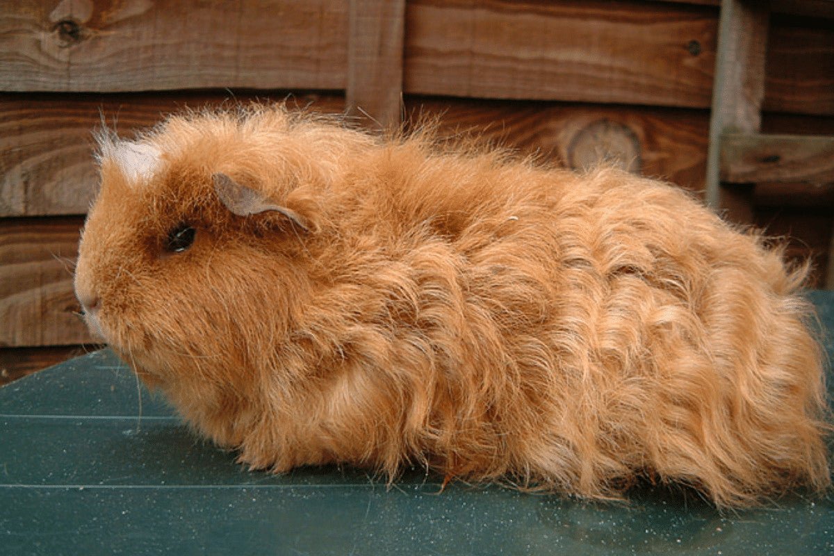 What is a Texel Guinea Pig?