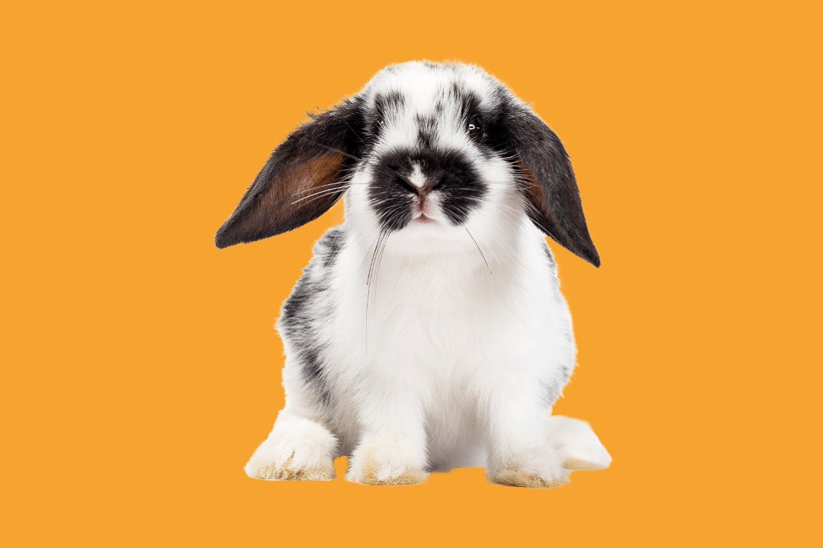 Your Essential Guide to Rabbit Behaviour | Why does My Bunny Do That? Home & Roost Your Essential Guide to Rabbit Behaviour | Why does My Bunny Do That? Home & Roost