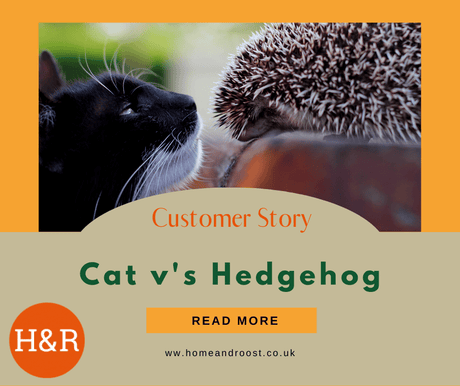 Cat v’s Hedgehog