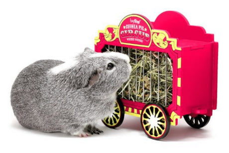 10 Best Boredom Busters for Guinea Pigs