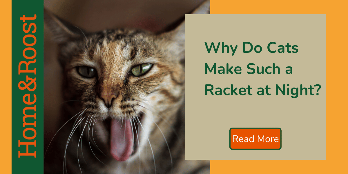 Why Do Cats Make Weird Noises At Night? 7 Feline Sounds and What the Mean
