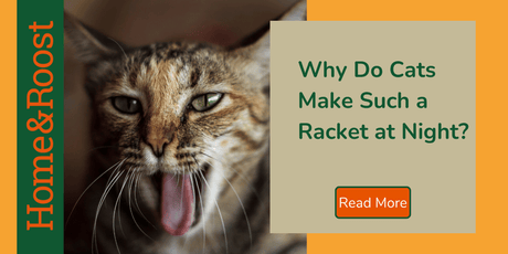 Why Do Cats Make Weird Noises At Night? 7 Feline Sounds and What the Mean