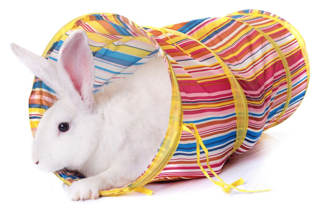 How To Play With Your Rabbit