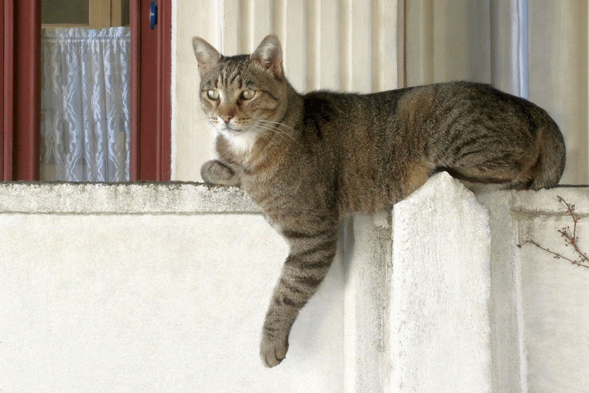 10 Top Tips For Keeping Other Cats Out of Your Garden