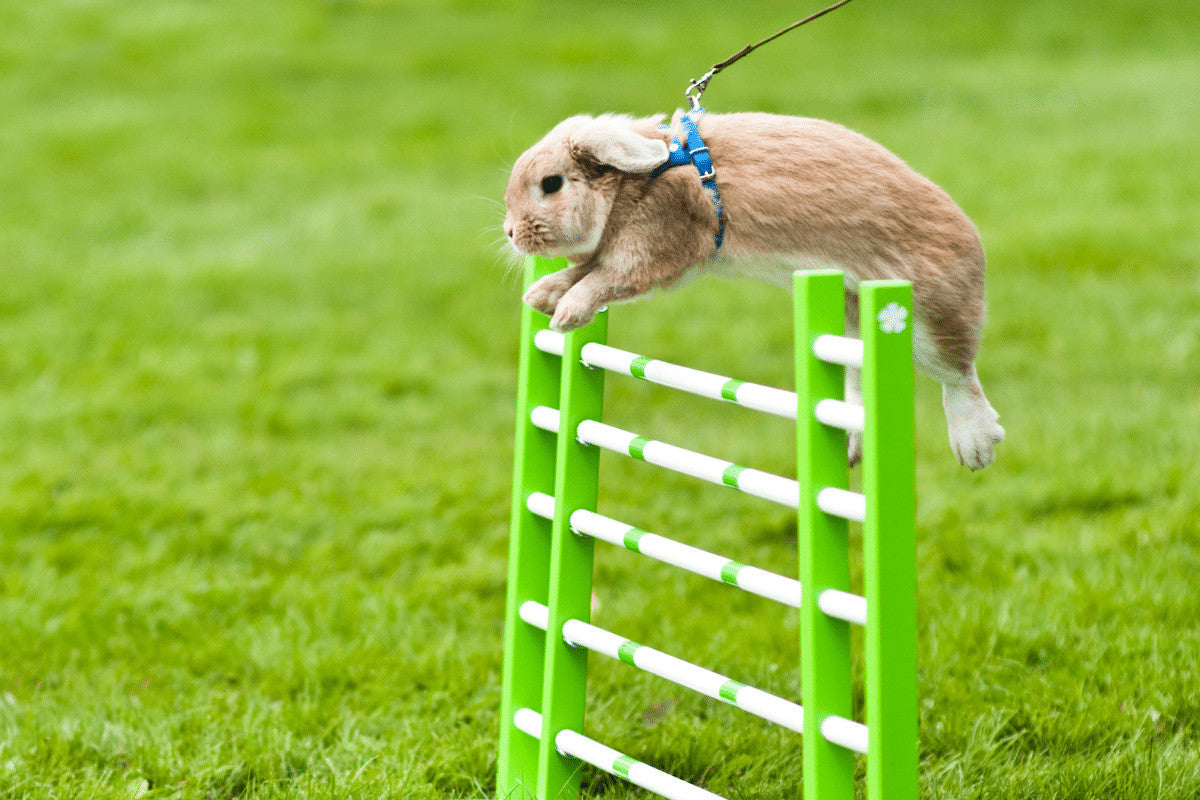 How To Teach Your Rabbit Tricks | Bunnies Love a Challenge