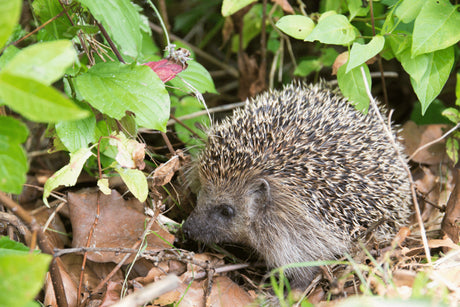 Where Do Hedgehogs Live?