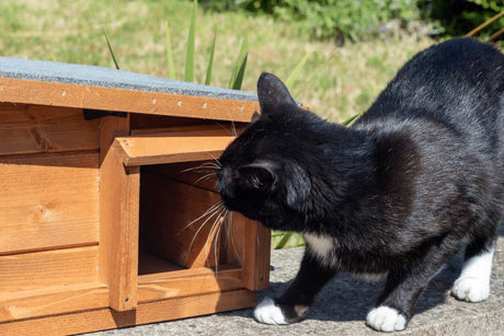 How To Stop Cats Eating Hedgehog Food