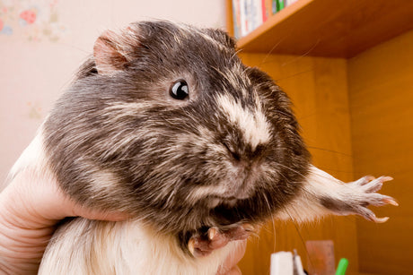 Does My Guinea Pig Have Bumblefoot?
