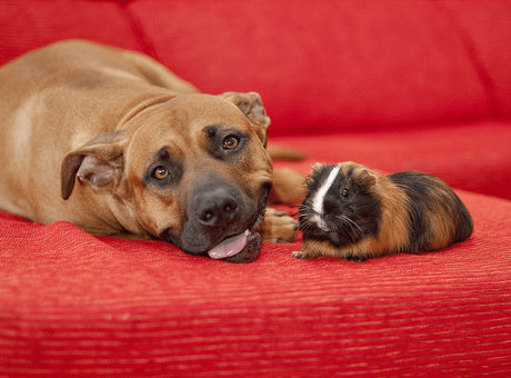 Do Guinea Pigs Like To Be Cuddled?