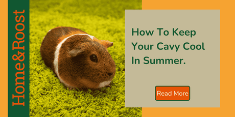 How To Keep Guinea Pigs Cool | 10 Top Tips