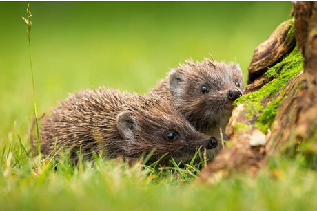 How To Sex a Hedgehog