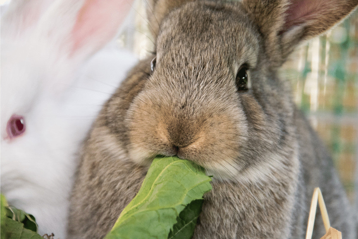 How Can I Stop My Rabbits Chewing Their Hutch?