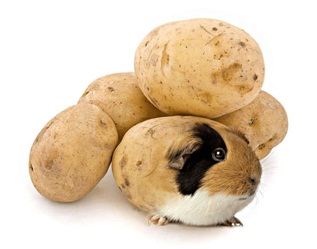 Is My Guinea Pig Overweight?