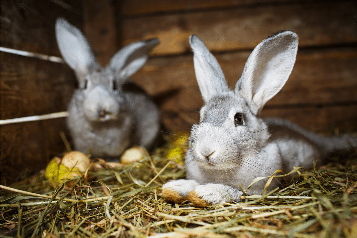 What Can You Line A Rabbit Hutch With?