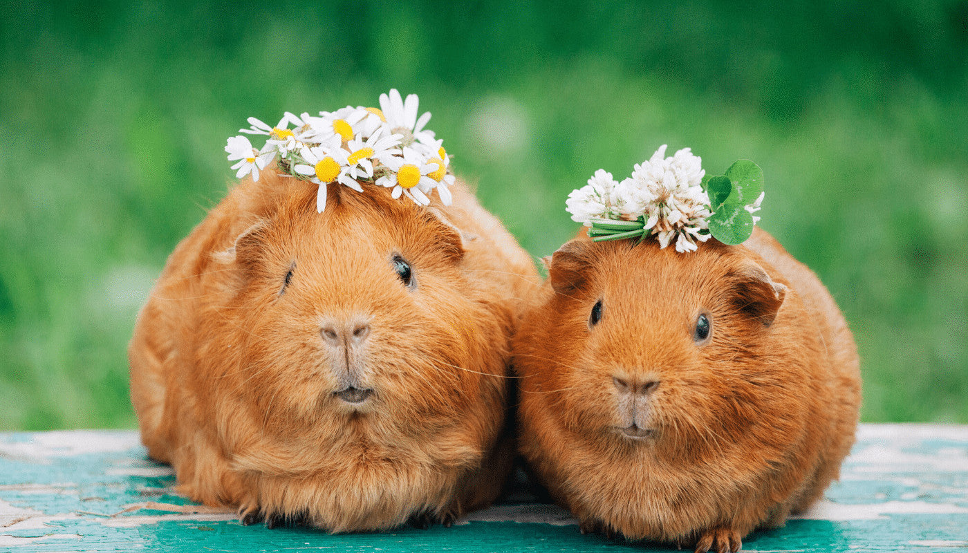 Guinea fashion pig expenses