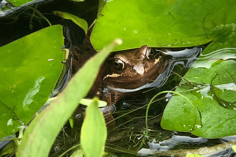 Do Hedgehogs Eat Frogs?