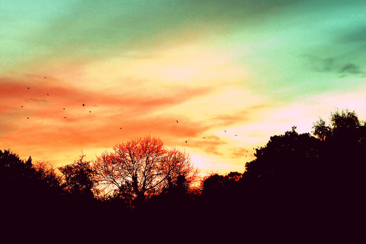 Where Do Garden Birds Sleep At Night?