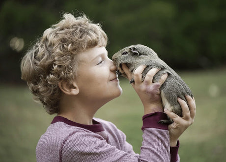 The American Guinea Pig | Breed facts and Essential Care Guide