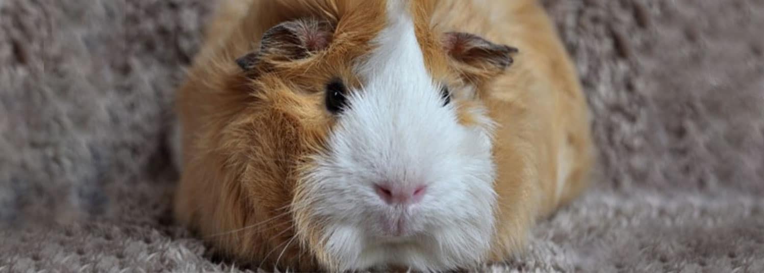 What's the Best Bedding For Guinea Pigs | A Great Nights Sleep for Your Cavy