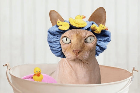 How Do You Clean An Outdoor Cat?