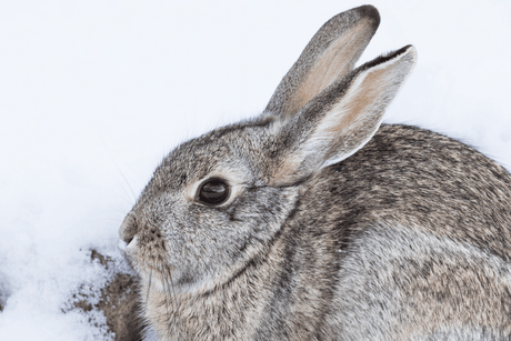 Getting Your Rabbit Hutch Ready For Winter