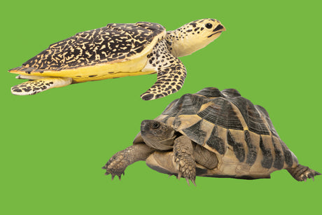 Turtle and Tortoise: What's the Difference?