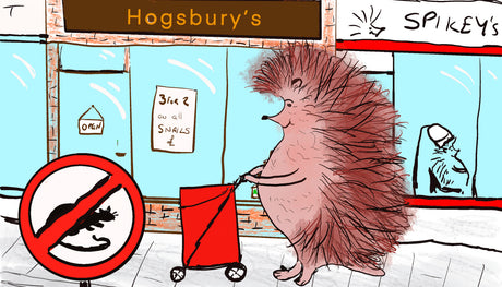 How to Feed Hedgehogs Without Attracting Rats | 10 Top Tips