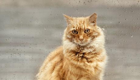 How To Place an Outdoor Cat Shelter | Your Essential Guide
