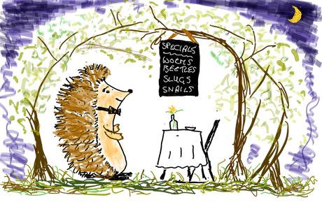 What Do Hedgehogs Eat? Your Complete Guide to Hedgehog Diet