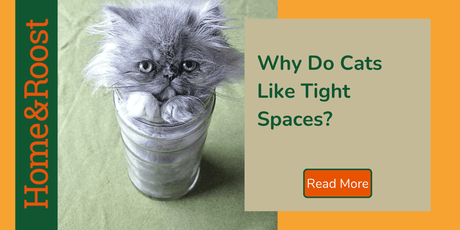 Why Do Cats Like Tight Spaces?
