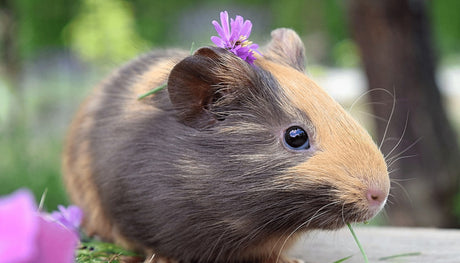 Top 10 Pet Guinea Pig Breeds We Love