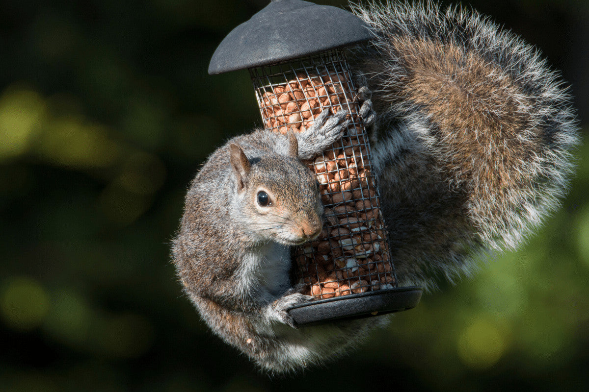 How To Repel Grey Squirrels