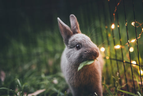 How to Care For Outdoor Rabbits