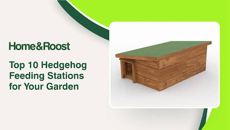 Top 10 Hedgehog Feeding Stations for Your Garden