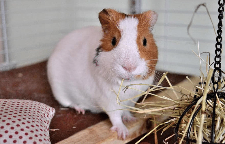 Litter Training Guinea Pigs The Right Way
