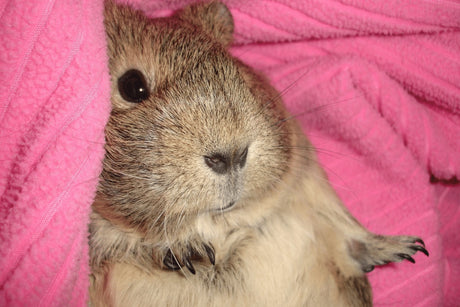 How To Set Up A guinea Pig Cage With Fleece Bedding
