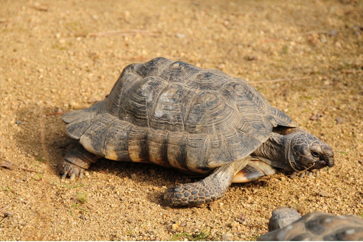 Marginated Tortoise (Testudo marginata) Breed Facts and Essential Care   Home & Roost