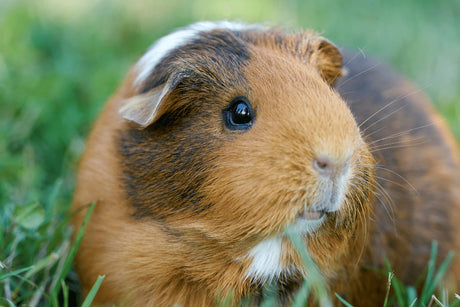 Do Guinea Pigs Need a Run?