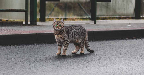Helping Stray Cats | 6 Step Checklist