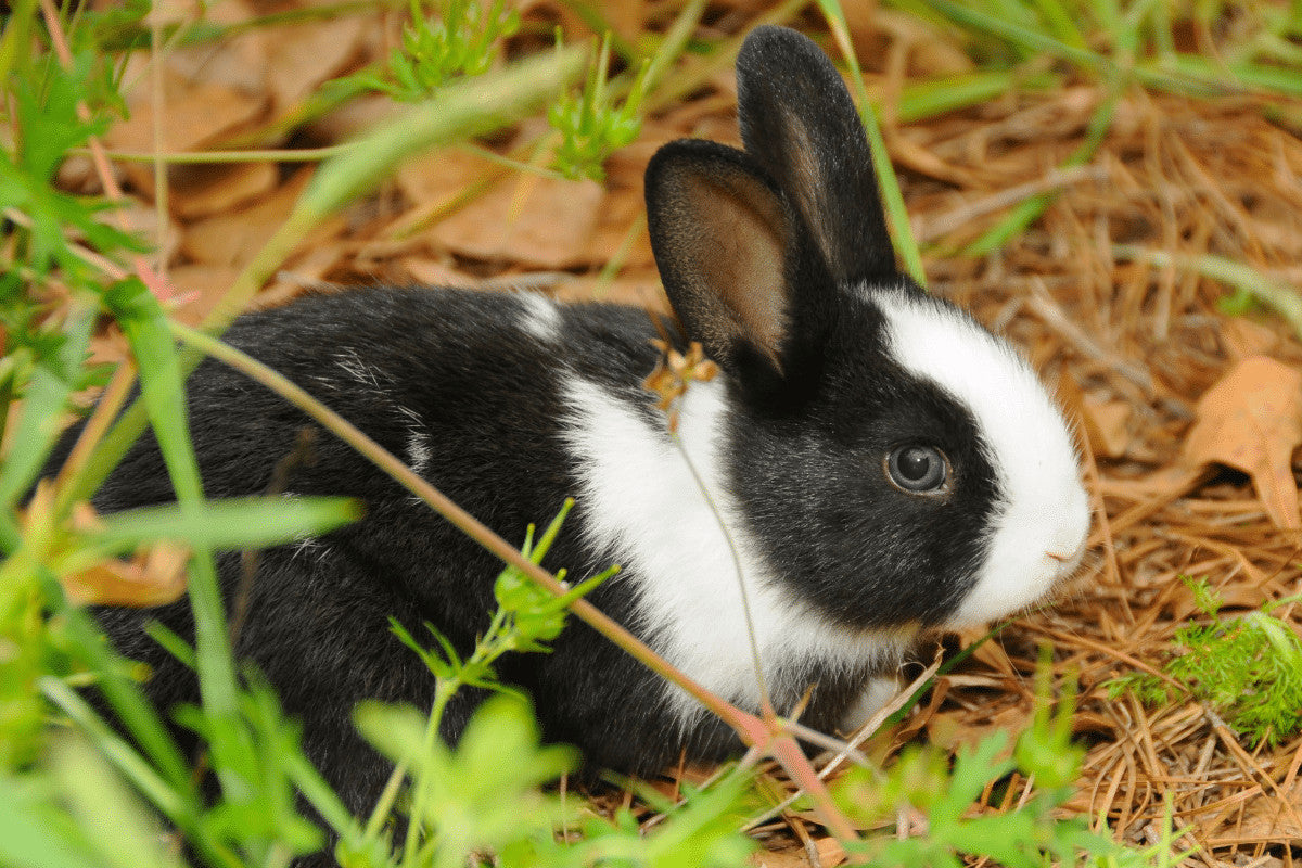 Dutch Rabbits - All You Need To Know