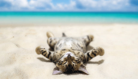 Cat Sitters and Kennels | Getting the Best Care For Your Cat When you are on Holiday
