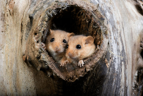 Hello Dormouse! Meet Britain's Sleepiest Mammal