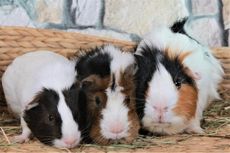How to Introduce Guinea Pigs to Each Other