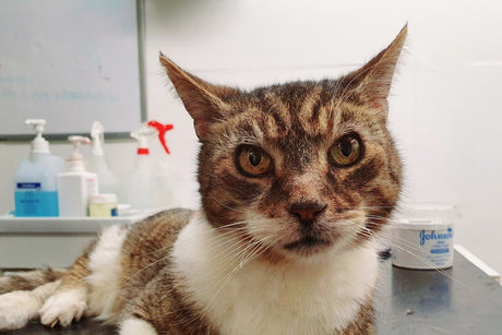 This Year's Cat Welfare Donation Goes To Rescue Me Animal Sanctuary