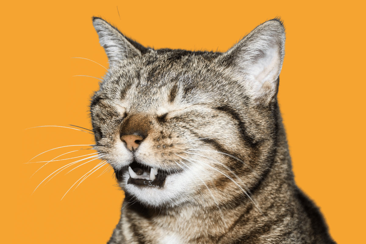 Can Cats Catch Colds? And What About Cat Flu?