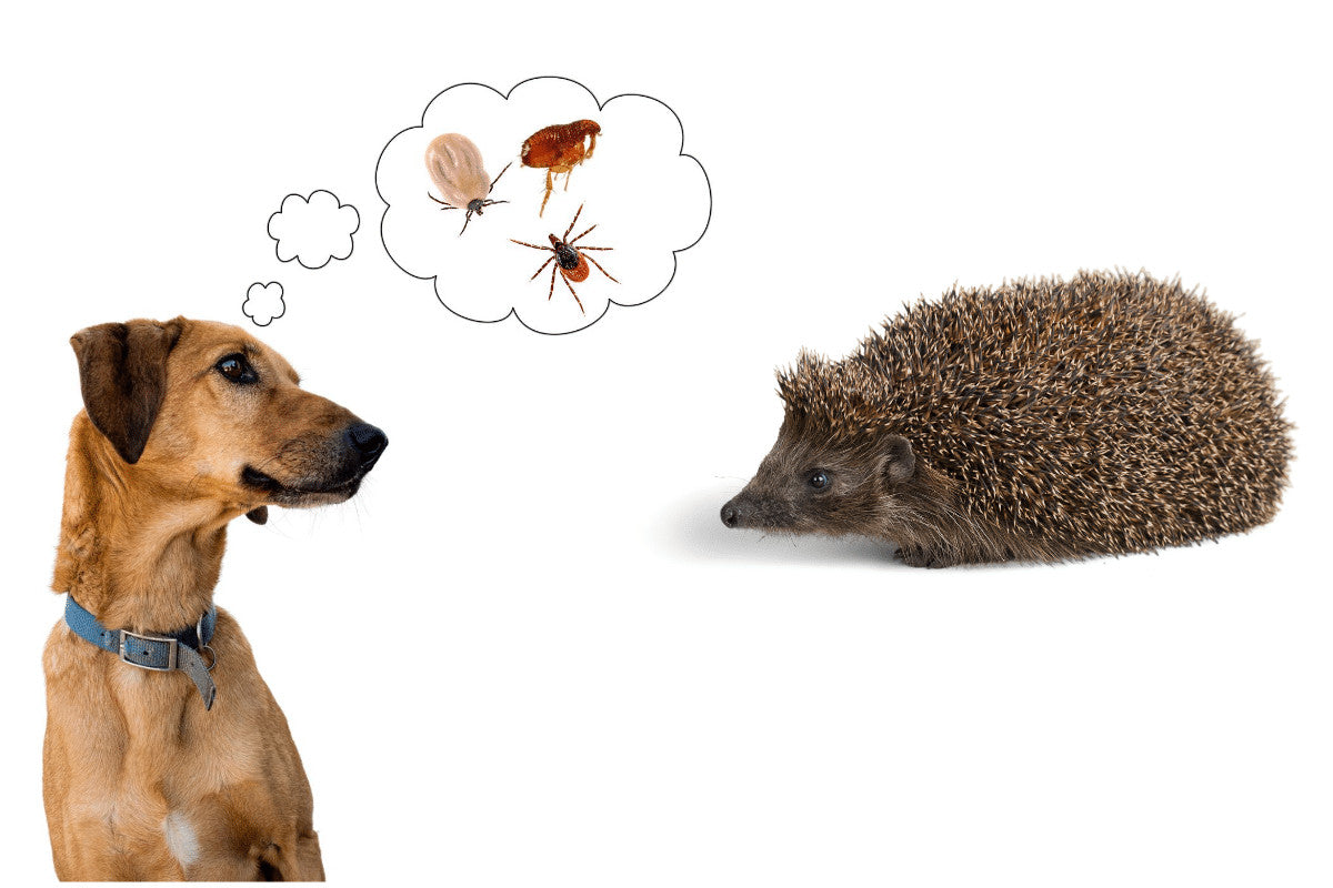 Hedgehogs, dogs, cats and most mammals can become hosts for fleas and ticks.  "Will hedgehogs give fleas to my pets?" Is a question we often hear. And the answer is "No". Here's why.