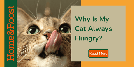 Why Is My Cat Always Hungry?