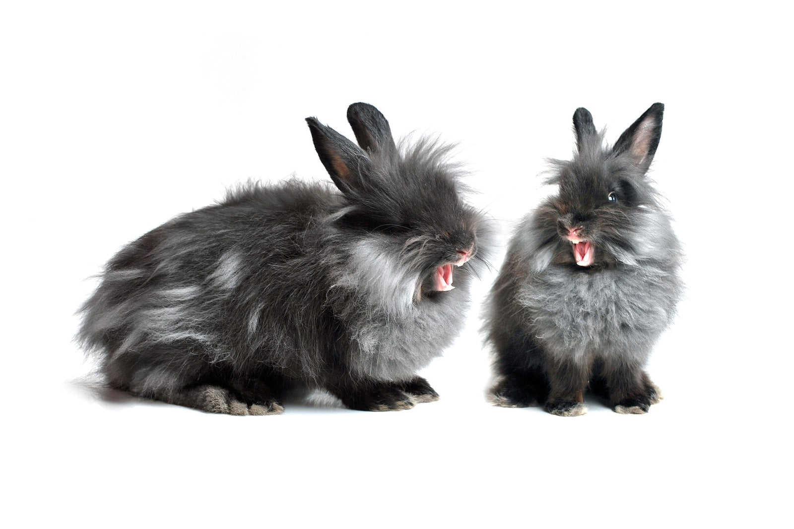 Do Rabbits Bite? Understanding Why Your Bunny Bites and How to Stop It.