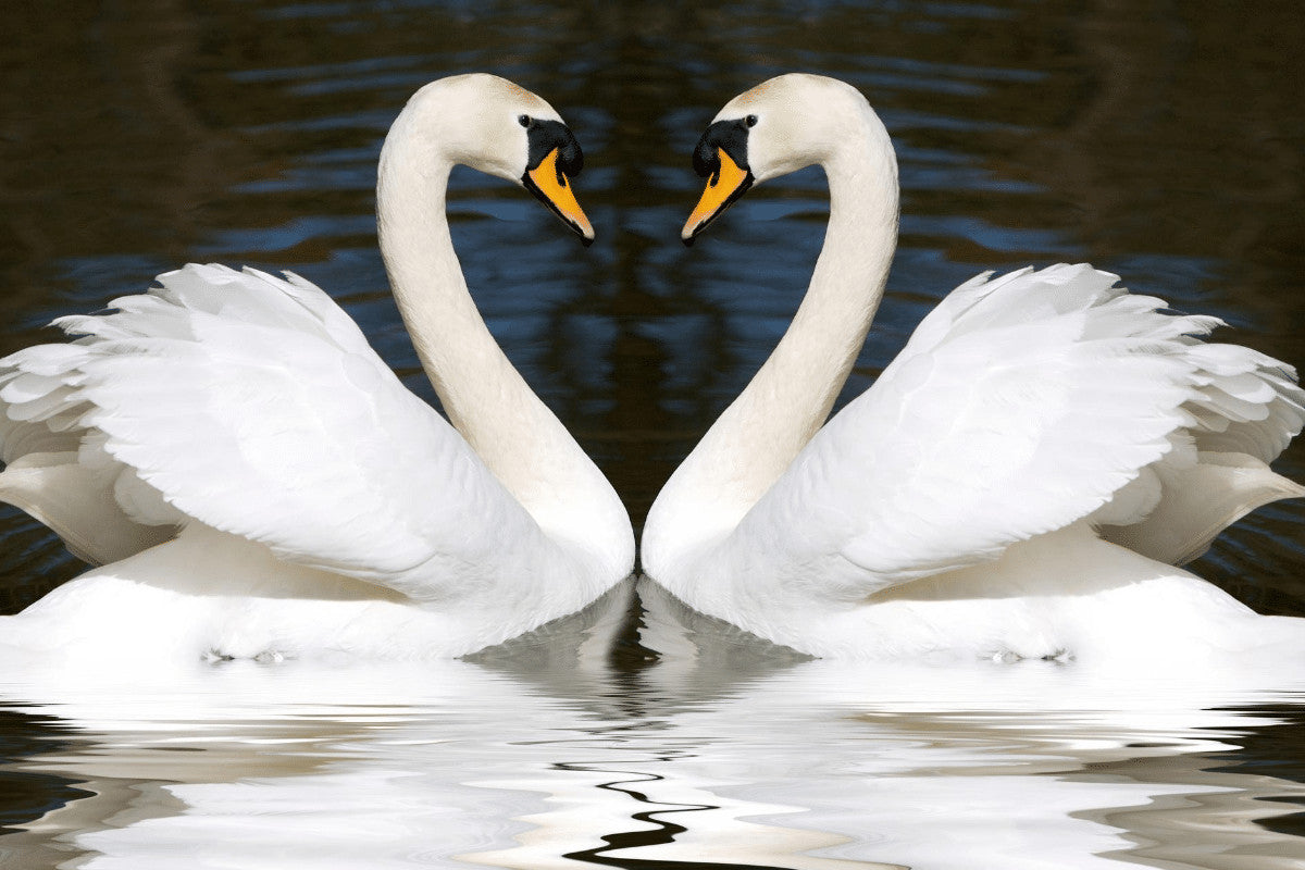 How Do birds Mate?